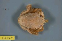 藏品(顯著瓊娜蟹)的圖片